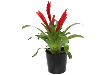 Bromeliad 12cm Veresia Barbara Variety Thumbnail.jpg